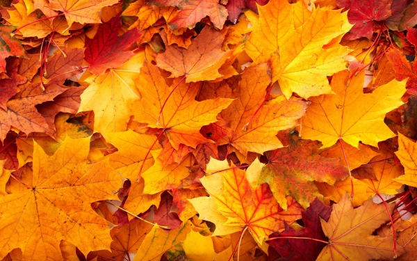fall-leaves-background-20807-21344-hd-wallpapers1