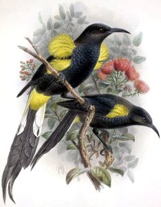 extinct-hawaii-Oo-moho-nobilis-keulemans